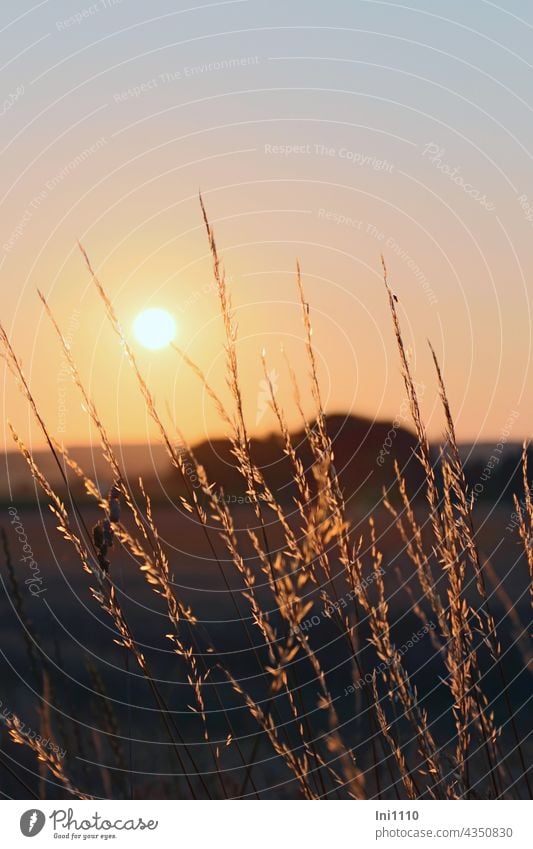 Sunset at the edge of the field Summer Summer evening evening light Romance evening mood Twilight Landscape fields evening stroll silent Light Shadow grasses