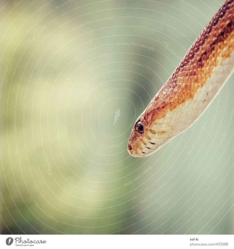 Delilah Nature Animal Pet Wild animal Snake 1 Threat Near Natural Orange Love of animals Corn snake Colour photo Close-up Deserted Copy Space left