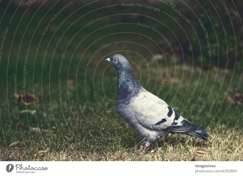 Carrier pigeon. Close up of a beautiful rock dove Animal animal world Grand piano wildlife Bird 'flu Beak Beauty & Beauty breed Close-up variegated pets Pigeon