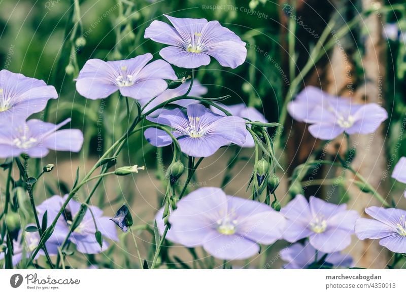 blue petunia flowers in the garden Petunia Garden Flower Blue Nature Summer Plant flora heyday Purple Blossom Floral Green Blossom leave Outdoors Spring Colour