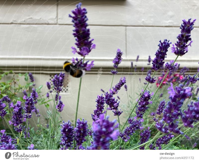 mauerBLÜMCHEN wallflower purple Green Plant Flower Blossom Colour photo