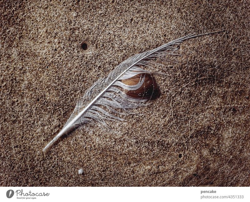 orakel feder sand küste meer muschel umarmung innigkeit liegen i ging bedeutung schicksal bodenhaftung wasser ying yang nordsee strand strandgut weisheit