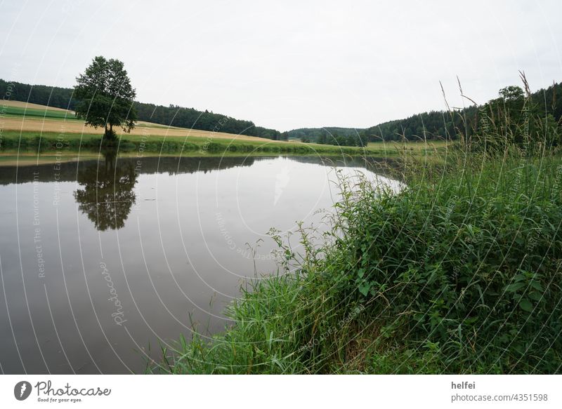 River Regen calmly flowing with lonely tree reflected in the water and green meadow in the foreground in Bavaria Water Flow Regen County Oberpfalz Canoe trip