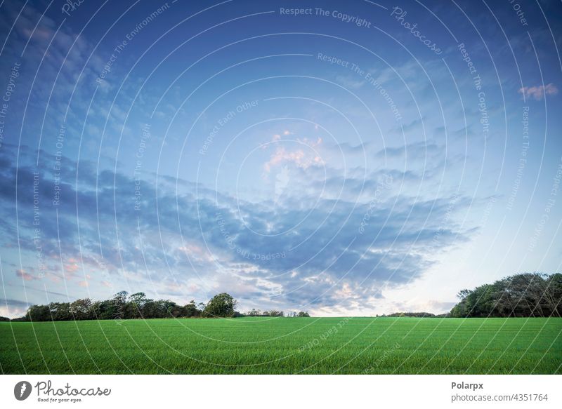 Rural landscape at dawn with green crops fresh beauty farmland cloud beautiful lawn summer countryside vivid amazing relax evening spring sunshine bright