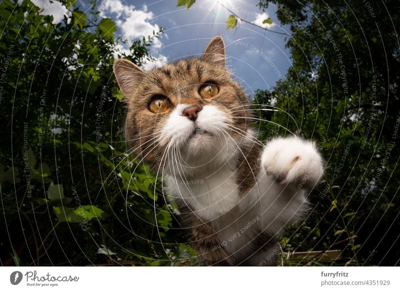 curious tabby white cat outdoors reaching for camera with paw nature green pets fluffy fur feline british shorthair cat one animal garden front or backyard