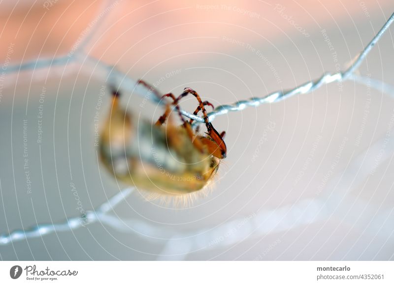 last stop | a beetle clings to the protective wire of an insect hotel Animal Insect Beetle Macro (Extreme close-up) Nature Shallow depth of field Close-up pest