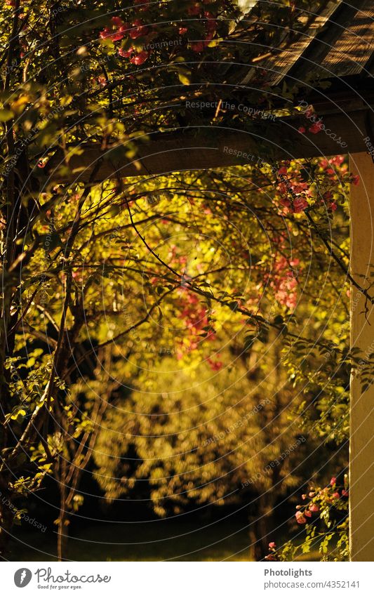 Climbing rose on terrace in morning light Sunrise climbing rose Pink Green warm Wood leaves blossoms Plant Blossom Flower Summer Garden Exterior shot Spring