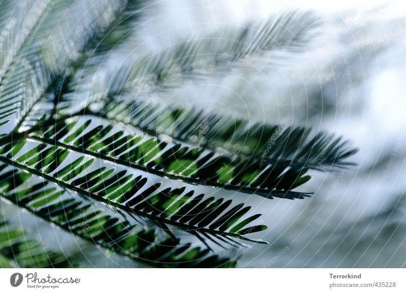 rise and shine. princess Fir tree Coniferous forest Fir needle Forest Shadow Sun Sunbeam Shallow depth of field Blur back for a moment