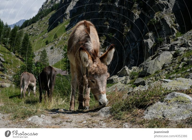 burro Donkey Nature Animal portrait Day mountains Exterior shot Alps Farm animal graze Tone-on-tone Summer Sustainability Attentive untreated Peasant life