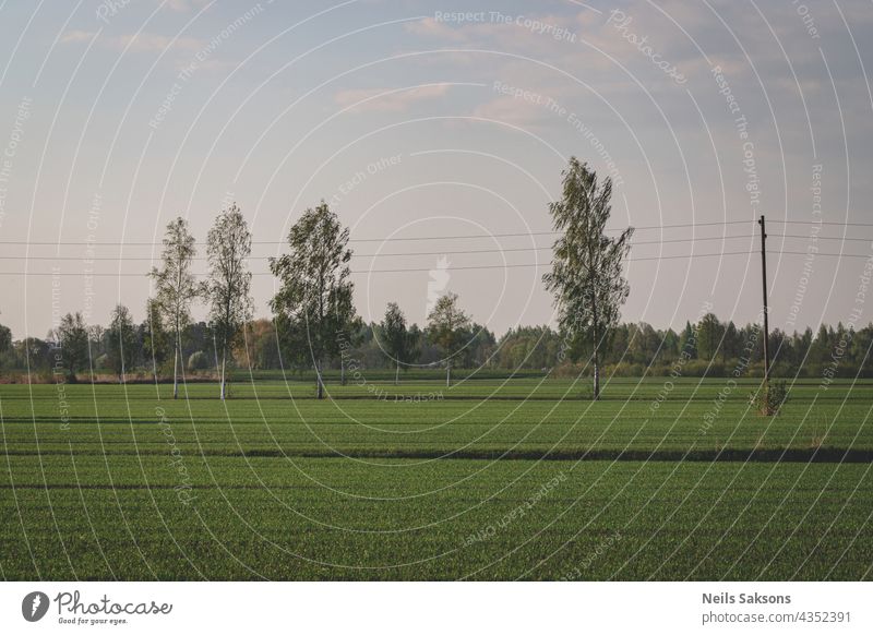 lines in the field, birches in meadow, spring landscape sunlight infrastructure voltage electricity countryside sunset farm cloud paddy wild fresh fields