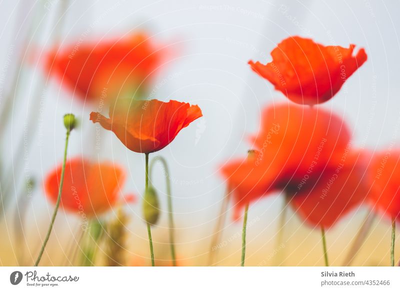 Red poppies in cornfield Poppy Poppy blossom Flower Summer Nature Corn poppy Field red poppy Idyll Landscape Deserted Blossom Intensive Colour photo