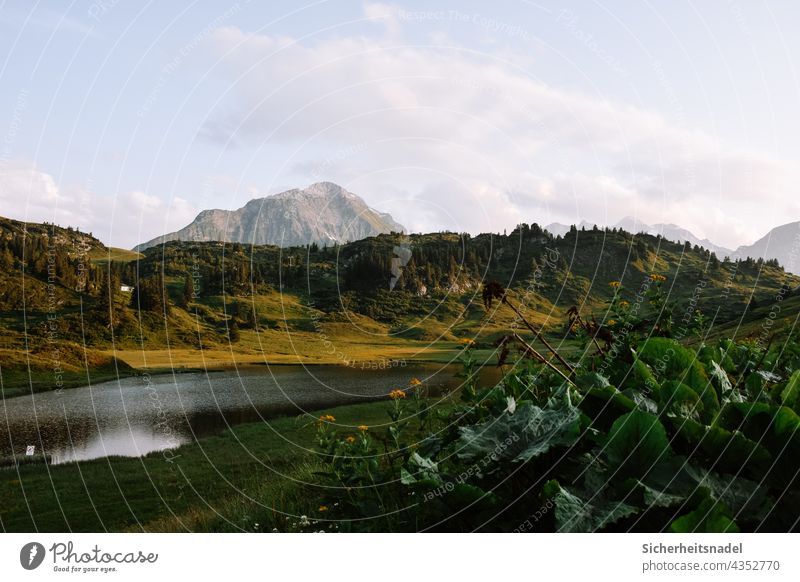 calf's lake Lake Mountain Alps Austria Landscape Nature Exterior shot Beautiful weather Deserted Summer Calm Water Relaxation Idyll Green Evening