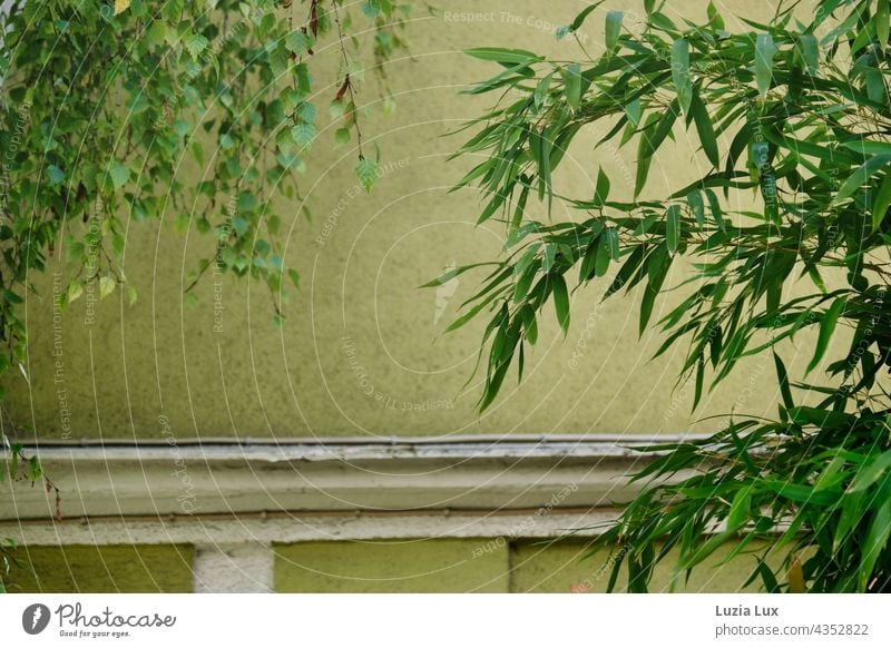 greenery of many kinds - bamboo and birch meet in front of a green facade, in the sunshine Green Bamboo Birch tree Sunlight sunny Summer Facade house wall Old