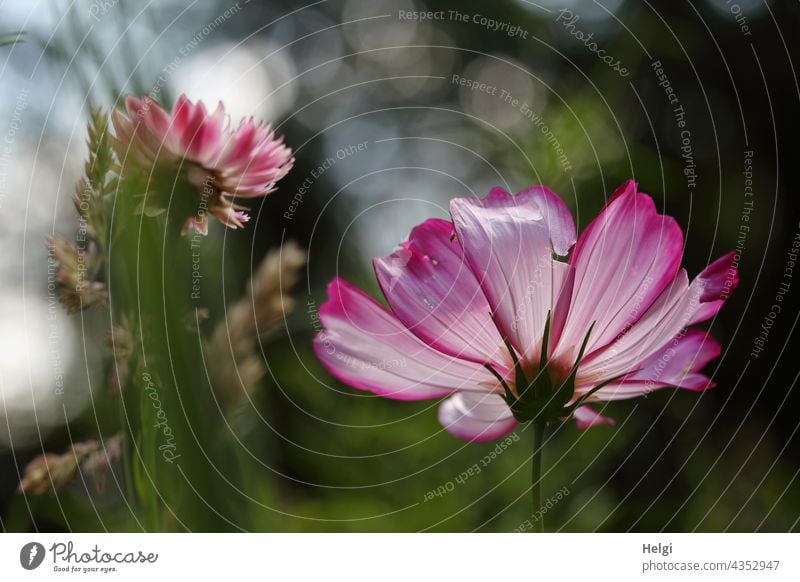 in the flower meadow - cosmea, strawflower and grasses from the frog's perspective in the back light Cosmea Cosmos Paper Daisy Grass Worm's-eye view Back-light