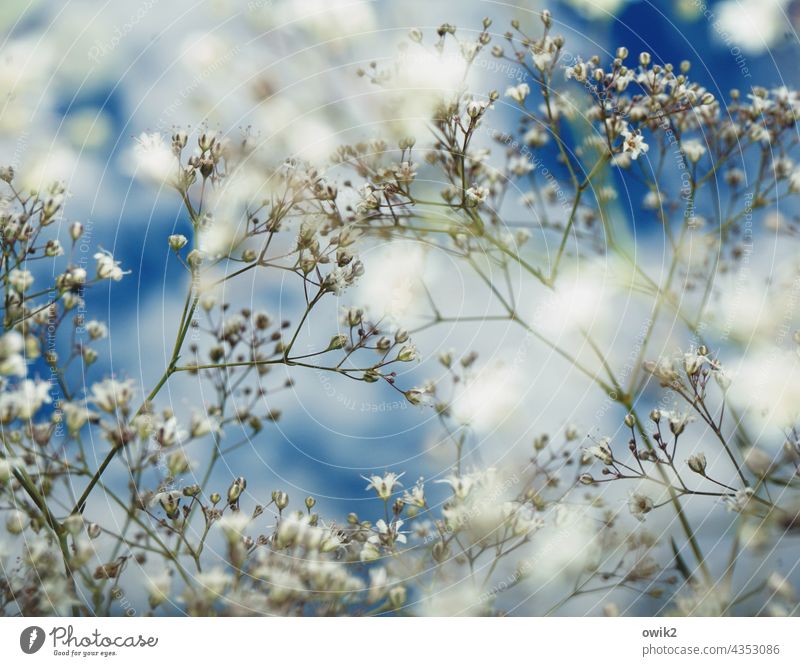 confusing stalks Bushes Baby's-breath Structures and shapes Detail Close-up Subdued colour Transparent Delicate Fragile Small Thin Plant Colour photo