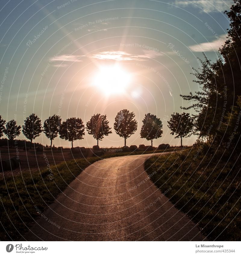 Bound trees Nature Landscape Earth Sun Summer Tree Grass Field Wallrabenstein idestone Taunus Village Free Friendliness Happiness Happy Infinity Blue Brown