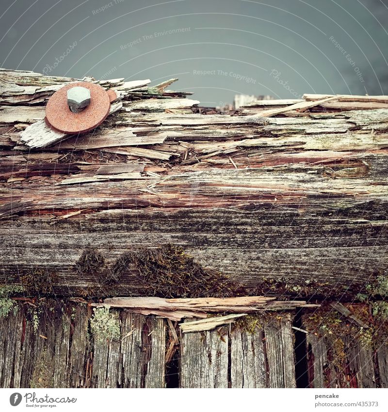 rotten Nature Water River Bridge Wood Old Dark Brittle Oak tree Screw Colour photo Subdued colour Exterior shot Close-up Detail Neutral Background Day