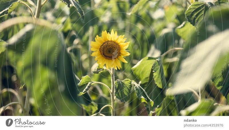 field with blooming sunflowers on a summer day afternoon agriculture blossom blue bright countryside flora floral garden green growth landscape leaf meadow