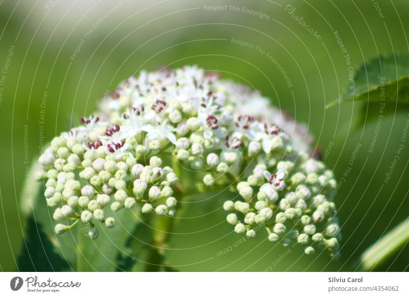 Dwarf elder in bloom closeup view with selective focus plant nature green flower summer leaf blossom white wild plant bush flora flower petals blooming dwarf