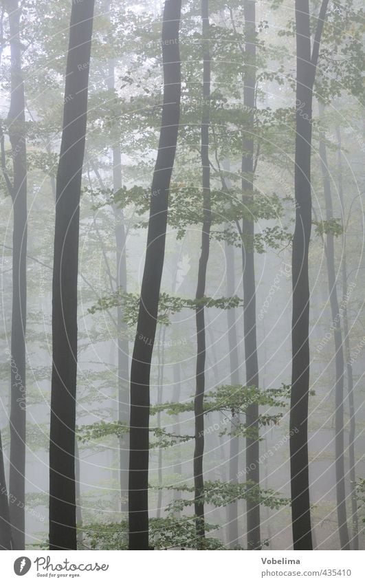 Fog in the forest Nature Autumn Weather Tree Forest Cold Gray Green Moody Sadness Grief Loneliness Eerie Mystic Tree trunk Colour photo Subdued colour