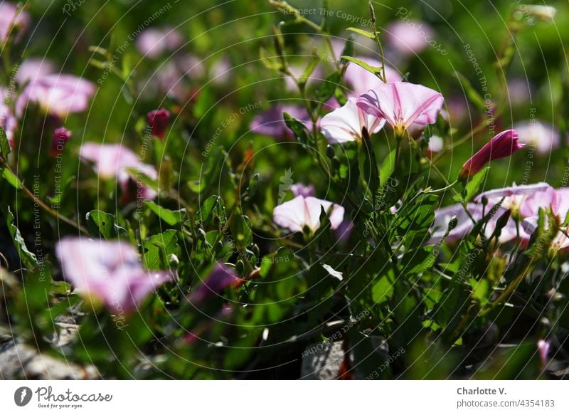 Funnel Wines flowers Calyx Blossom Plant Colour photo Summer Blossoming Exterior shot Flower Nature Wild plant wild plants blurriness daylight flowering flower