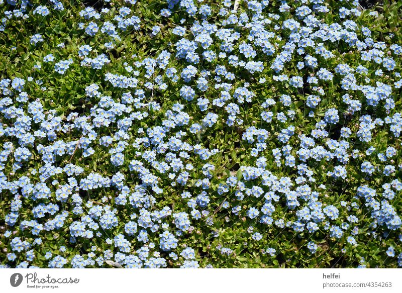 Blooming summer meadow with blue purple flowers blossoms and lush grass Meadow Spring Grass Blossom Blossoming Flower Colour photo Green Flower meadow