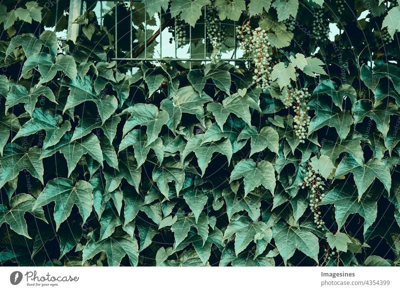 Common ivy. Abstract green leaves natural wall. Green plants background. Hedge wall of green leaves. Green plant texture. backgrounds banner Botany bush climber