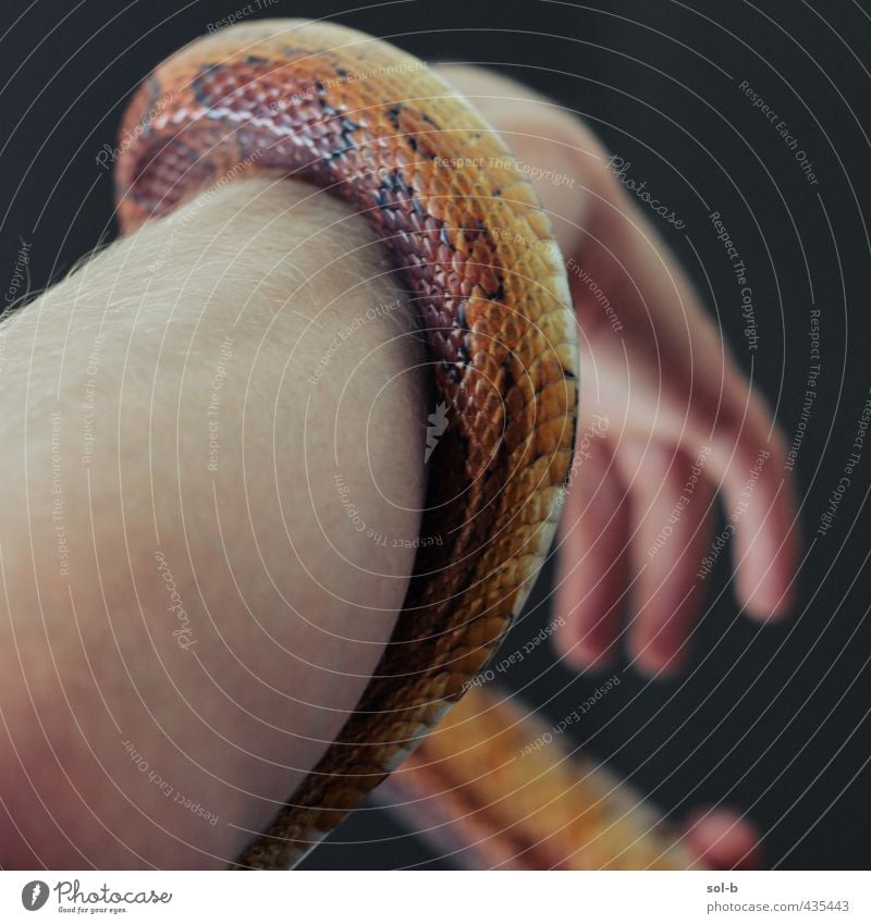 Snakecharmer2 Masculine Young man Youth (Young adults) Arm 1 Human being 18 - 30 years Adults Animal Pet Wild animal Corn snake Exotic Near Natural Orange