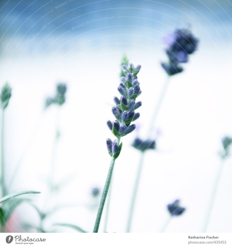 Lavender at the blue hour Nature Plant Agricultural crop Wild plant Pot plant Blossoming Blue Brown Green Violet White lavender blossom Leaf Colour photo