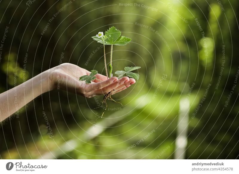 environment Earth Day In the hands of trees growing seedlings. Bokeh green Background Female hand holding tree on nature field grass Forest conservation concept.