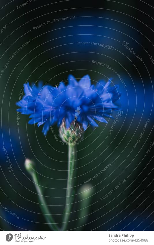 blue cornflower against blurred background Blue Summer Nature Exterior shot Plant Deserted Cornflower Blossom Field Environment Wild plant Growth Fragrance