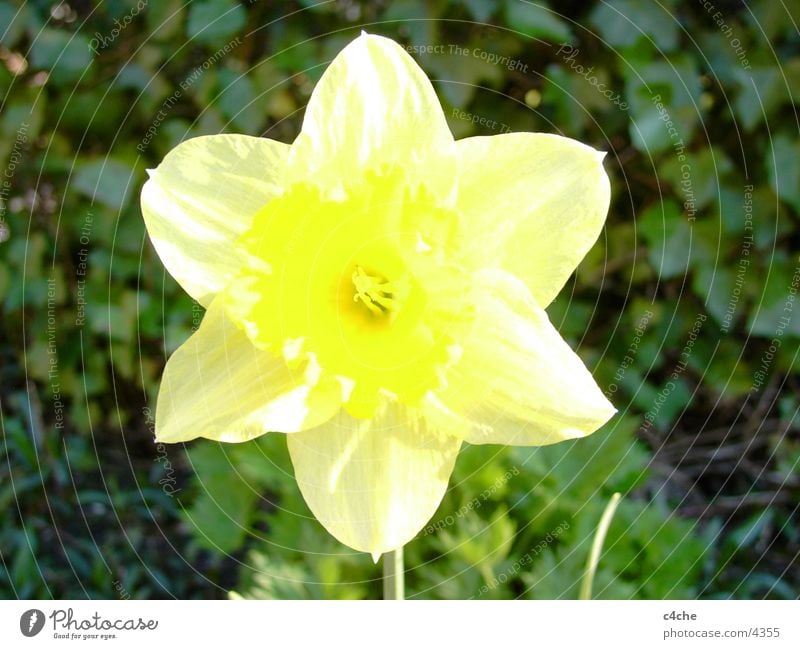 flower Flower Yellow Plant Spring osertglocke Nature Freedom