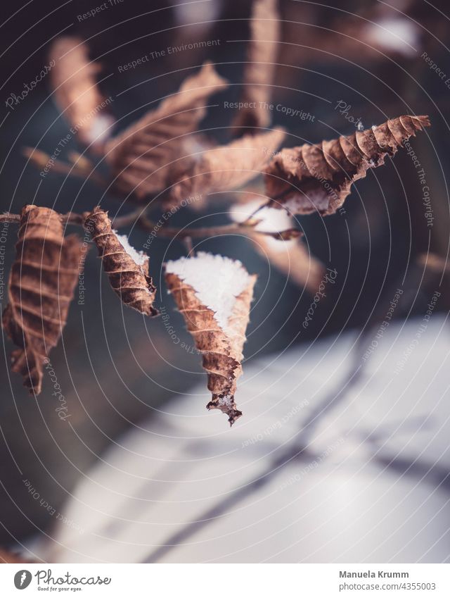 Autumn leaves in the snow Leaf Brown Autumnal colours Colour photo Snow Cold Light Nature Exterior shot Close-up Plant