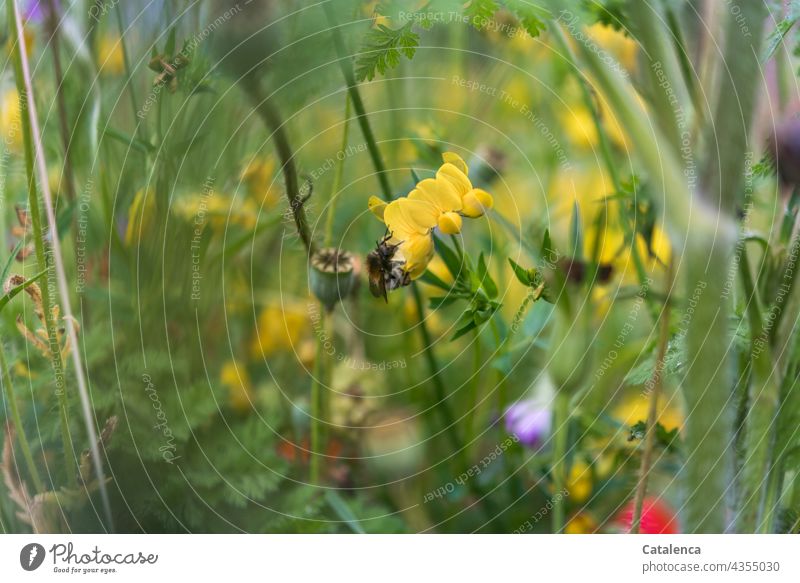 Bumblebee on horn clover in the flower meadow Nature flora Plant meadow flowers Blossom fade blossom Summer Day daylight Green Grass fragrances Poppy