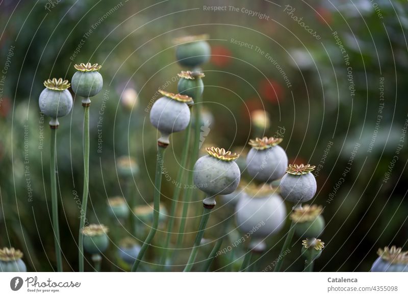 Poppy capsules on Monday morning Nature flora Plant Blossom Summer daylight Day Garden poppies Papaveraceae Opium poppy Papaver somniferum Green Red