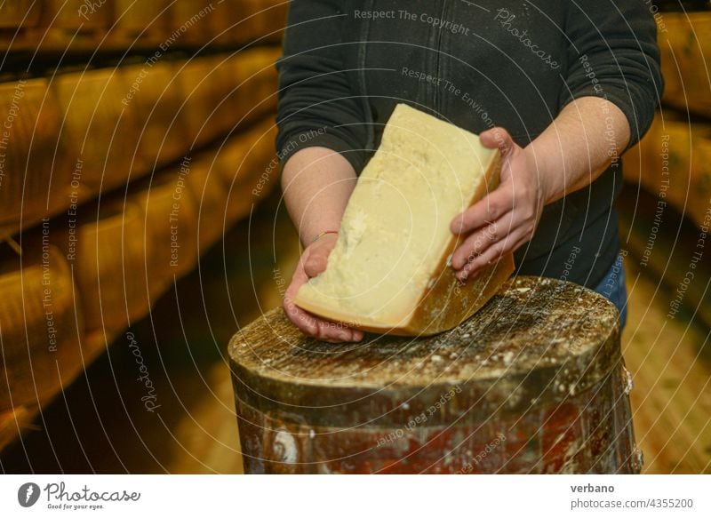 Cheese dairy master cutting a parmesan cheese wheel at the dairy facility storage - caveau Italy aged board business certified cheese-maker cheesemaking