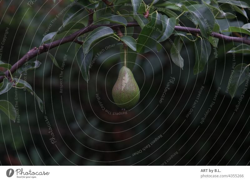 New harvest Pear pear tree fruit Branch Twig one pear Garden pear branch salubriously vegan