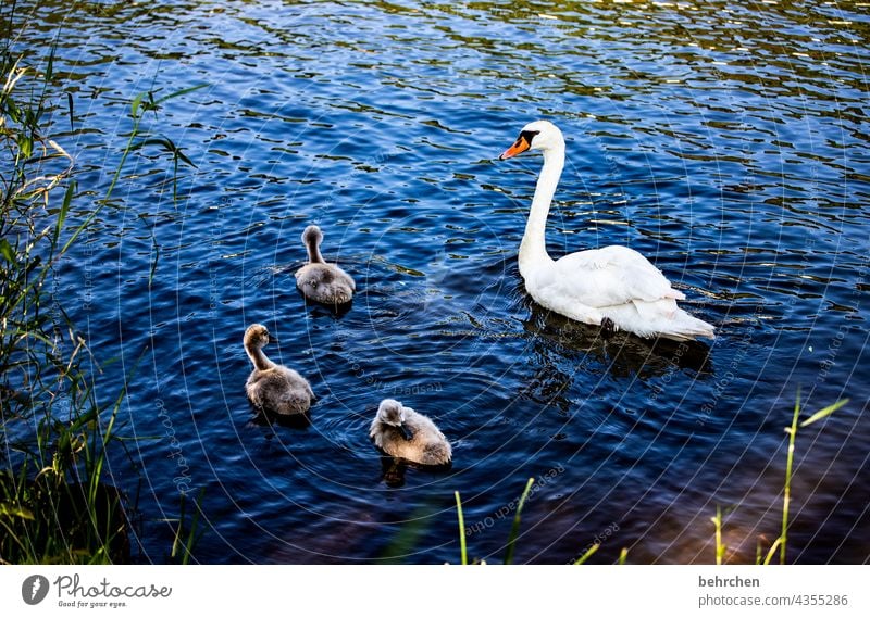 ugly duckling? so wrong, because so beautiful! in perfection! Moselle Water River guard sb./sth. Trust in common Together Cute young animal Family Mute swan