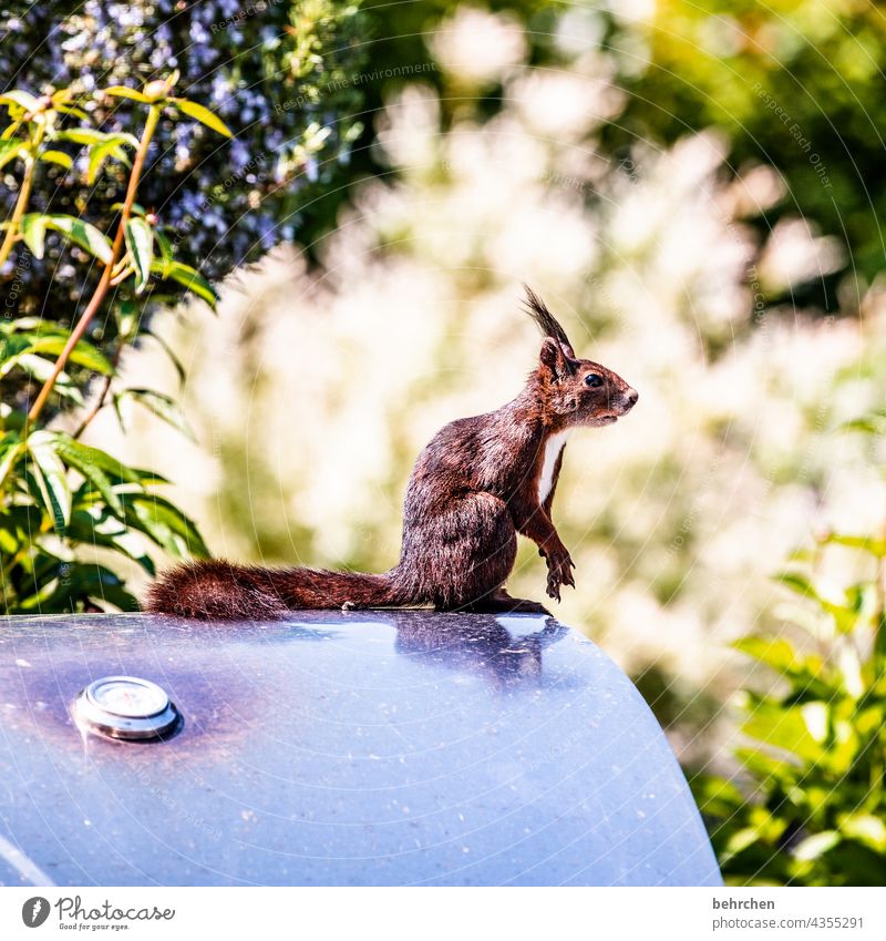 grilling season is open! cheeky monkey Rodent Nature Pelt Wild animal Funny Small Brash Barbecue (apparatus) Garden Squirrel Observe Curiosity Exterior shot