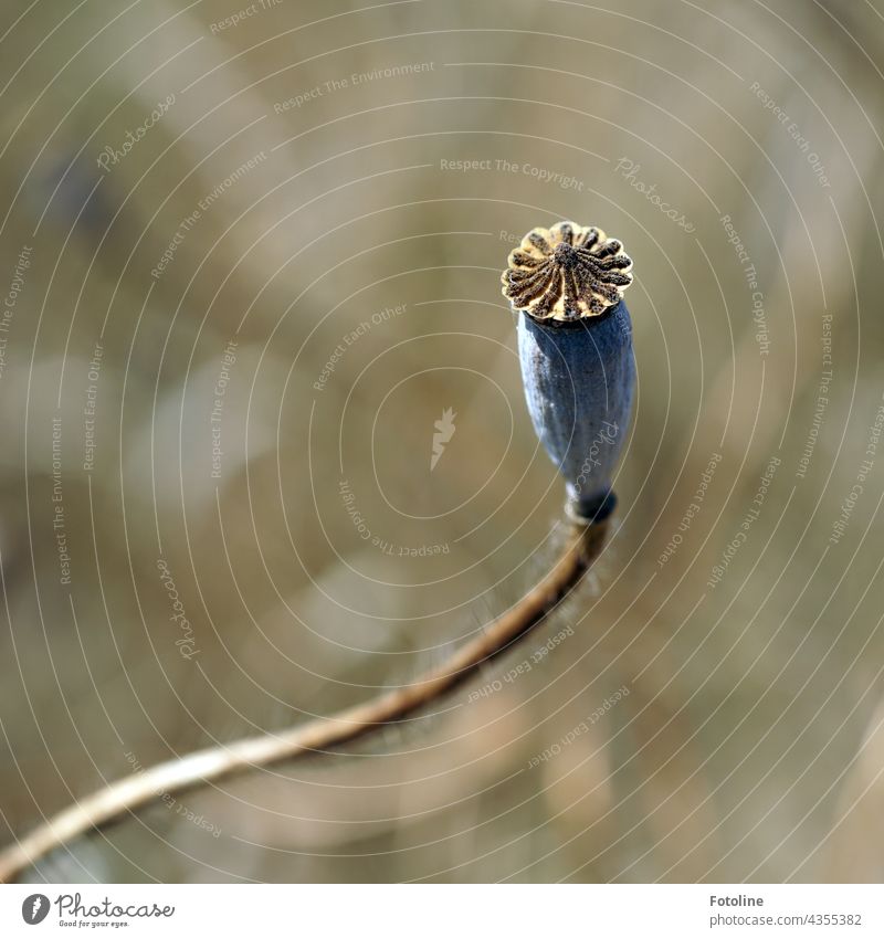 Withered, the poppy pod stretches into Fotoline's camera and whispers, "look how beautiful I still am!" Poppy Flower Nature Summer Plant Colour photo