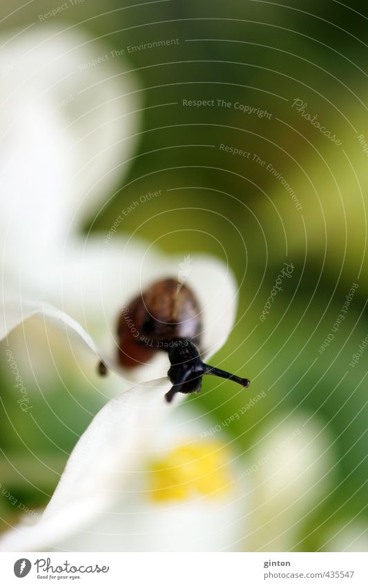 Young snail Nature Plant Animal Summer Flower Blossom Wild animal Snail 1 Baby animal Movement Blossoming Hang Looking Happiness Fresh Natural Curiosity Cute