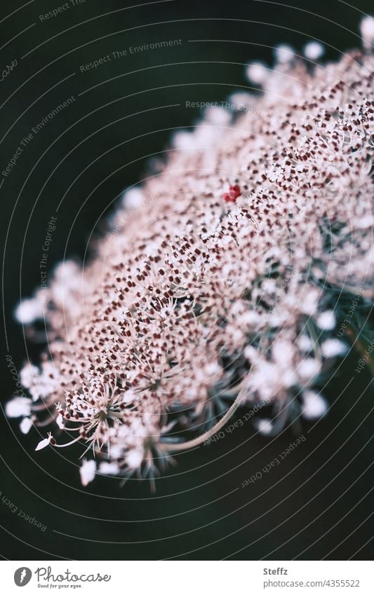 white flower of a wild carrot Wild carrot Carrot Blossom Wild plant Flower umbel Meadow flower Weed wild flower Apiaceae blossom Summer bloom July heyday