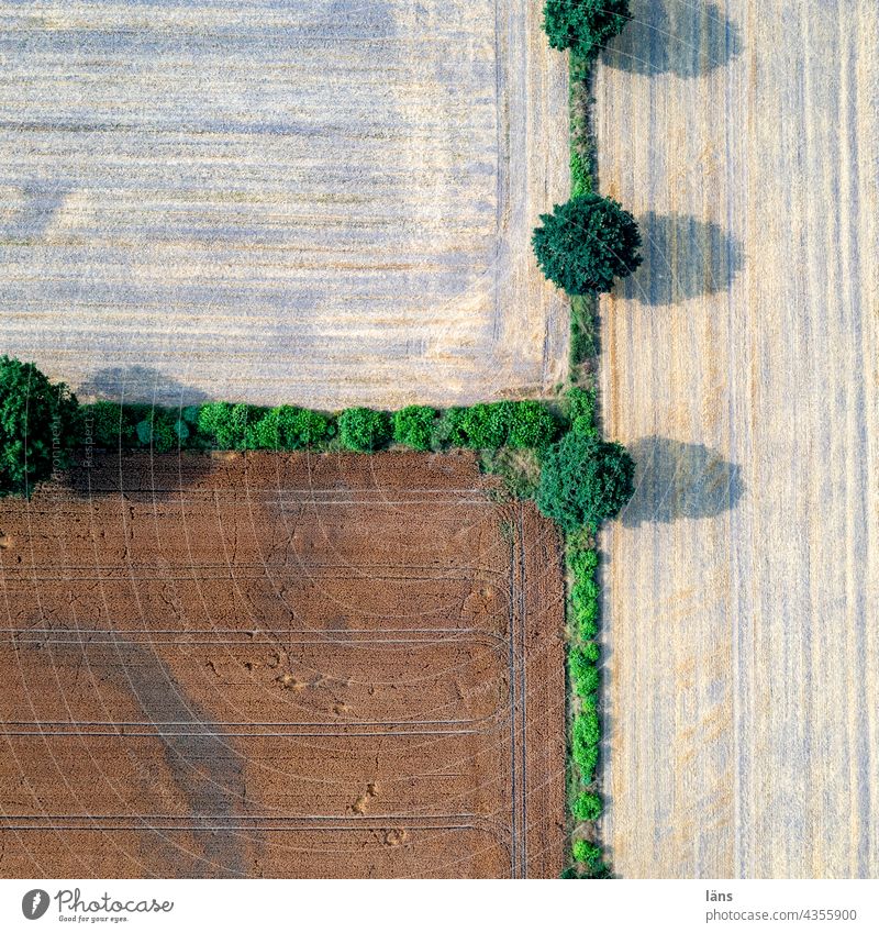 green cut l kink landshaft Arable land Grain Bird's-eye view Bend Deserted Field Grain field Exterior shot Agriculture Summer UAV view subdivision