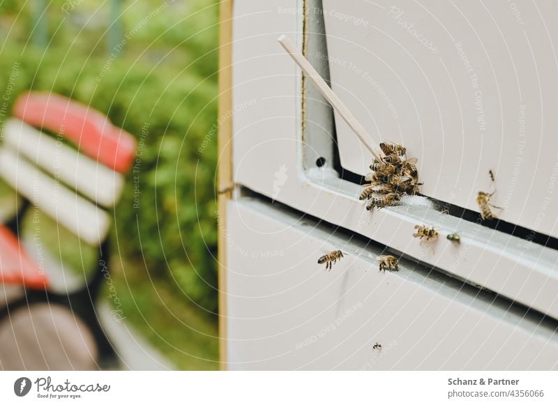 Bees snack on trash can bees rubbish bin leisure park Summer cute Sugar greedily insects Insect Animal Honey bee Exterior shot