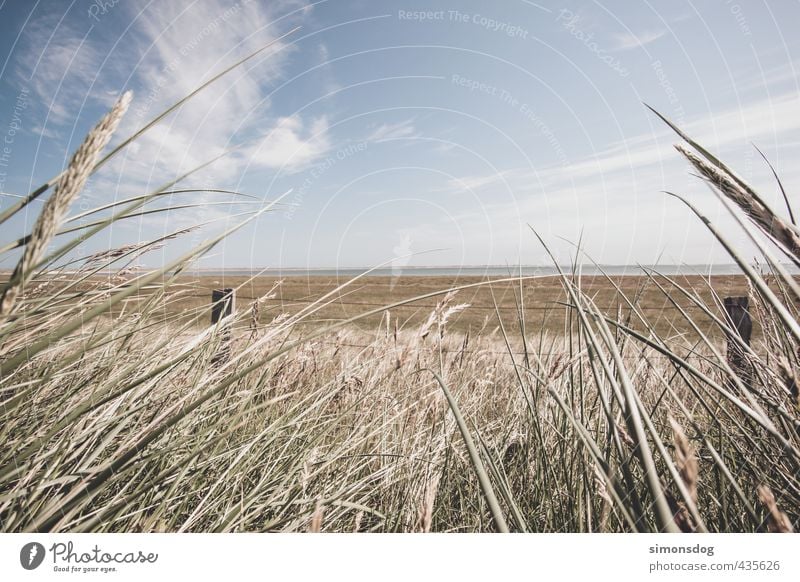 point of view Nature Landscape Sky Clouds Horizon Summer Beautiful weather Warmth Grass Bushes Fern Meadow Idyll Fence post Ocean Drought Colour photo