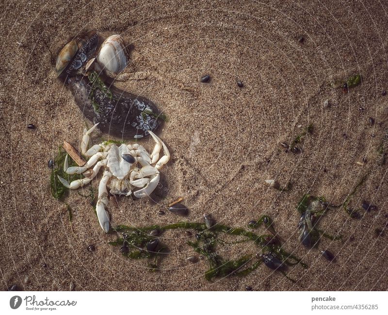 da haben wir den salat | frutti di mare Sand Strand Krebs Wasser Meer Muscheln Algen Meeresfrüchte Sommer