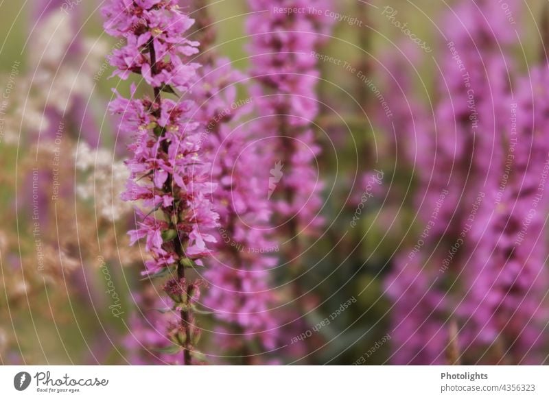 Pink sea of blossoms at the wayside. Common loosestrife. flowers plants ordinary blood loosestrife Field flowers meadow flowers Green blurred Flower meadow