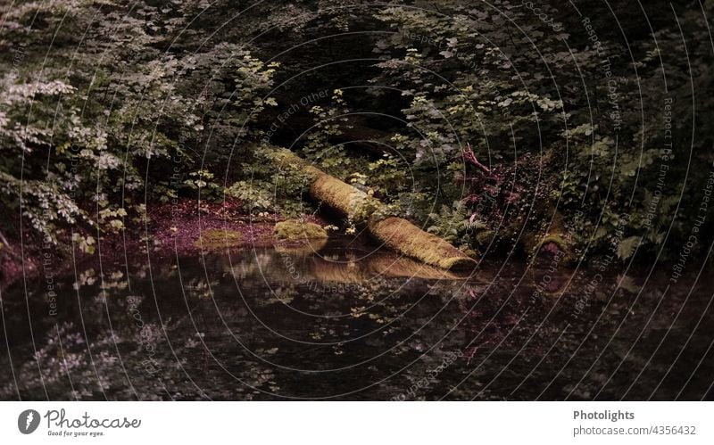 Reflection at the mermaid pond. Fairytale atmosphere at a small hidden pond. Where are the fairies? Nature pretty Summer Water Moody Mystic Tree Fairy tale Pond