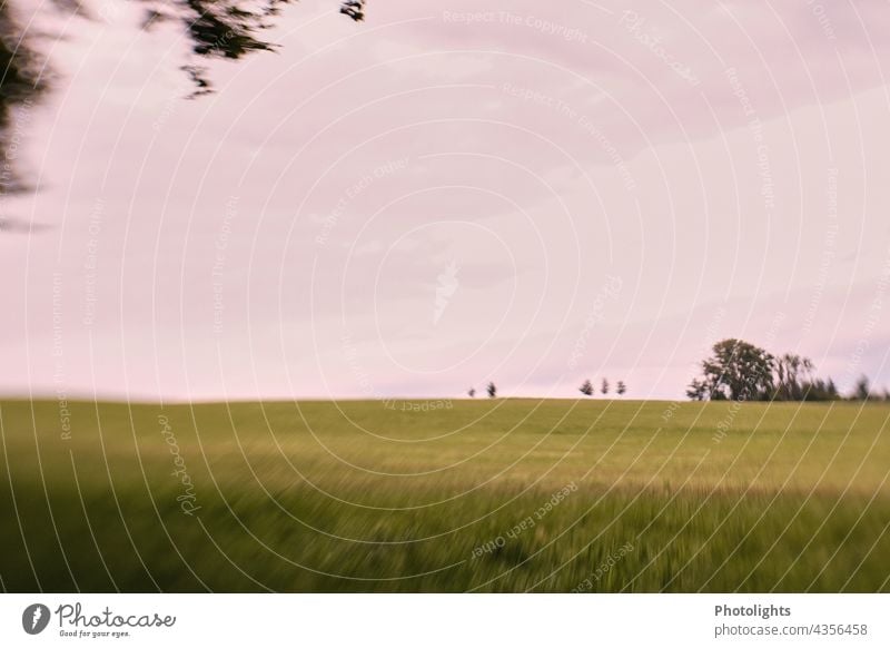 Small trees on the horizon. In the foreground a meadow. Nature Far-off places Grain Landscape Sky Relaxation Vacation & Travel Summer Horizon Clouds