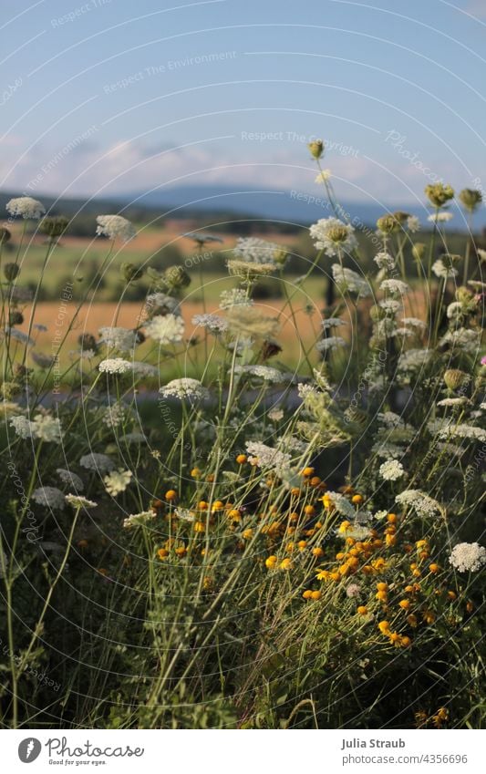 Flower meadow in summer with view of the Kreuzberg Rhön Bad Kissingen district Nature Exterior shot Landscape Deserted Tree Clouds Sky sunlight